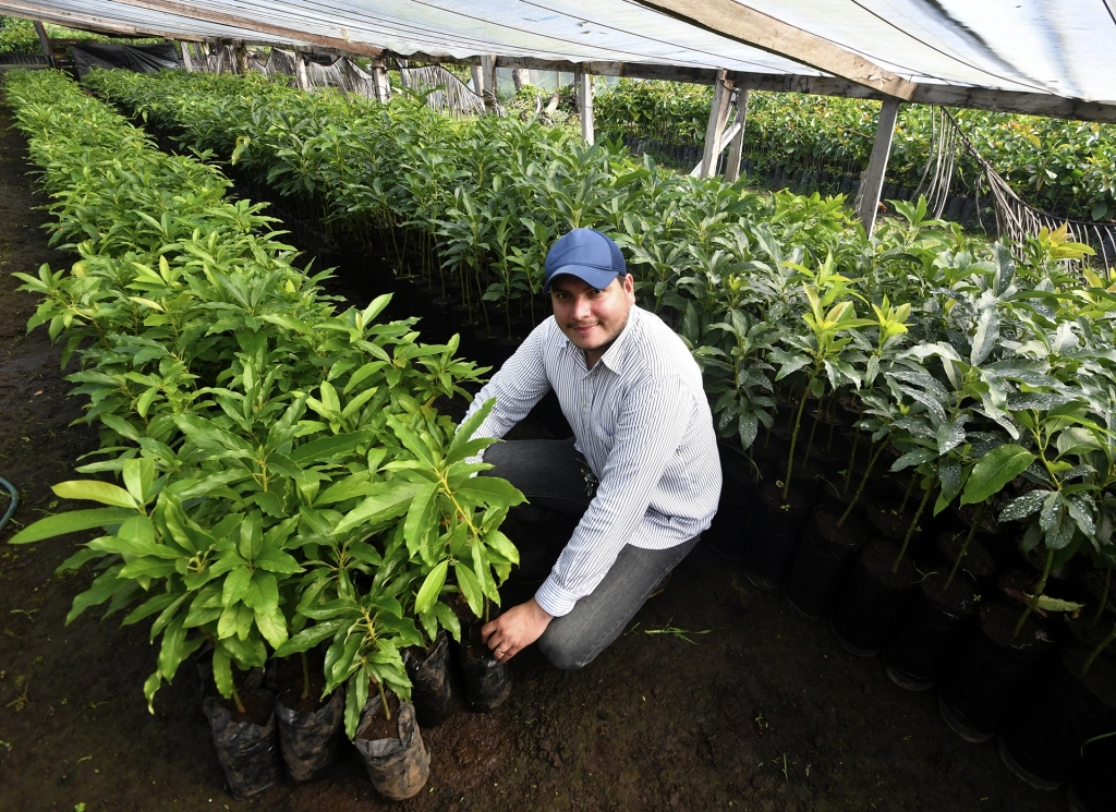 Agricultor de Aguacate